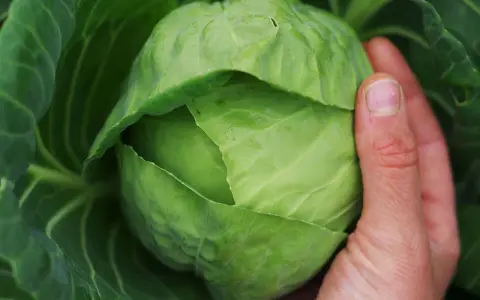 En hand håller ett stort, grönt vitkålshuvud. En vacker skörd som visar hur man kan odla vitkål.