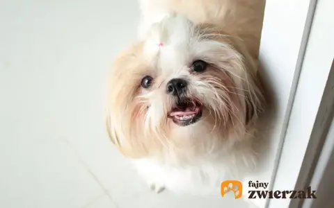 Urocza miniaturka shih tzu z różową kokardką na głowie, patrząca z zaciekawieniem.
