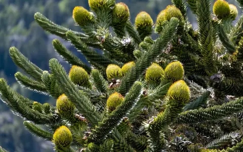 Gros plan sur les cônes et les aiguilles d'un Araucaria, une des variétés de pins et sapins aux formes uniques.