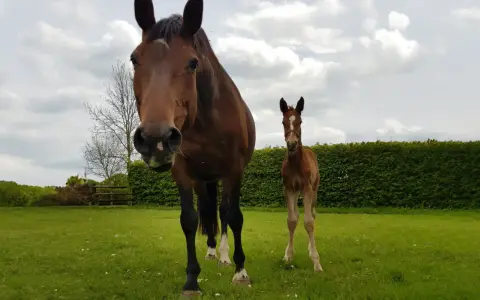Une jument brune et son poulain tout juste né, le colostrum poulain est essentiel pour sa santé. Ils se tiennent dans un pré verdoyant sous un ciel nuageux.