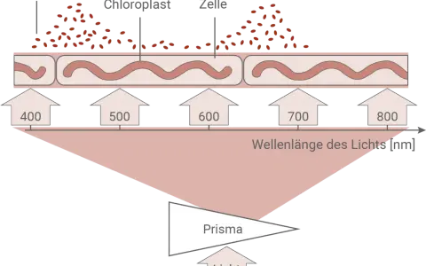 Der Engelmannsche Bakterienversuch zeigt, wie Bakterien sich an Spirogyra-Zellen ansammeln, die von Licht verschiedener Wellenlängen bestrahlt werden.