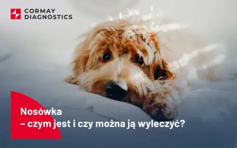 Smutny piesek leży na białym tle. Tekst informuje o chorobie nosówka u psa i możliwościach leczenia.