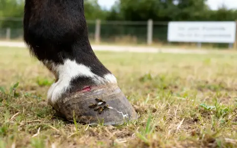 Un cheval a une blessure au sabot, attirant des insectes qui ressemblent à une fourmilière cheval.