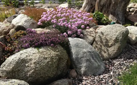 Vacker stenparti inspiration med rosa och lila blommor som klättrar över stora stenar. En gammal trädstam ger karaktär.