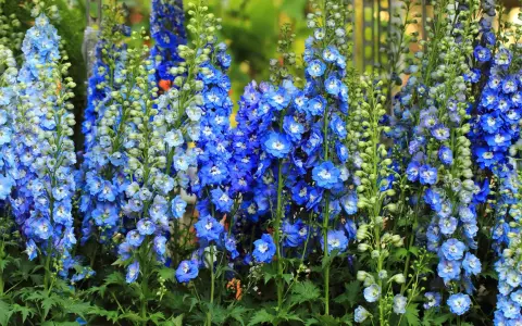 Hohe blaue Rittersporn-Blütenstände, bereit zum Schneiden, leuchten in der Sonne.