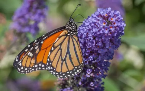 Motyl monarcha na fioletowych kwiatach budlei dawida odmiany.