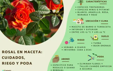 Guía de cuidados rosal mini: riego, abono y poda para mantener tu planta sana y hermosa.