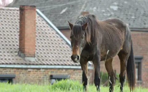 Un cheval brun se tient dans un champ d'herbe verte devant des maisons.