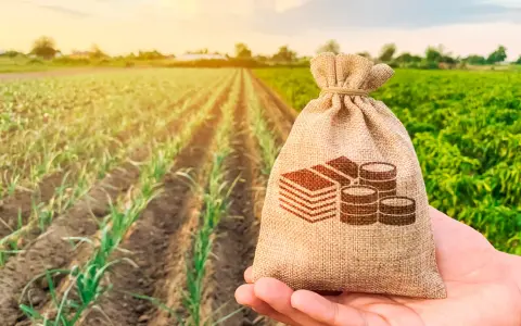 Bolsa de dinero en mano sobre campo de cultivo. Ideal para cotizar régimen agrario sin trabajar y planificar tu futuro.