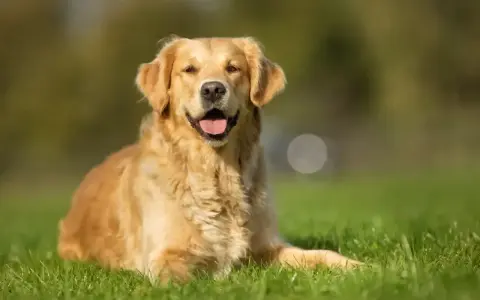 Uśmiechnięty golden retriever na trawie. Zastanawiasz się, czy pies może jeść pistacje? Lepiej nie ryzykować i nie sprawdzać.