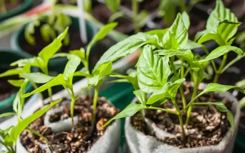 Junge, grüne Paprika Pflanzen wachsen in kleinen Töpfen. Die zarten Blätter strecken sich dem Licht entgegen.