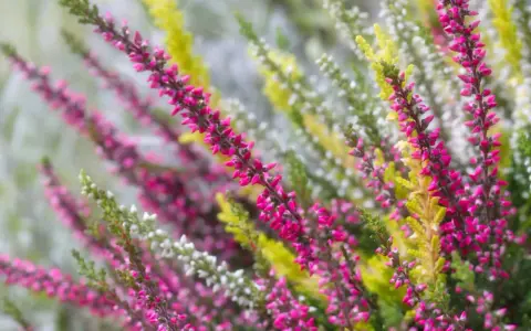 Bunte Heideblüten in Pink, Weiß und Gelb. Eine schöne Erinnerung daran, was man im Herbst pflanzen kann, um Farbe in den Garten zu bringen.