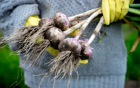 Frisch geernteter Knoblauch mit Wurzeln, gehalten von Händen in gelben Handschuhen. Das Ergebnis erfolgreicher Knoblauch pflanzen.