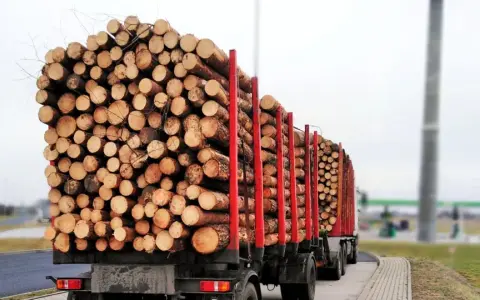 Ciężarówki z naczepami przewożące ogromne ilości drewna. Transport drewna w pełnej krasie.