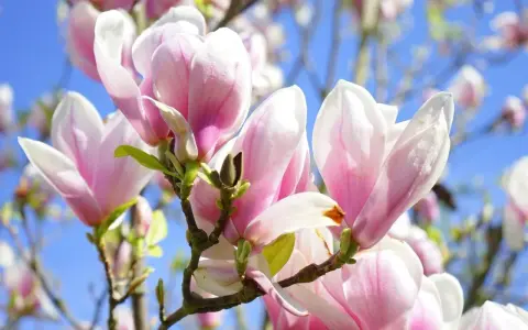 Delikatne, różowo-białe kwiaty magnolii na tle błękitnego nieba. Różne rodzaje magnolii kwitną wiosną, tworząc spektakularny widok.