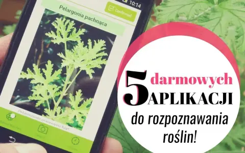 Aplikacje do rozpoznawania roślin: darmowe czy płatne? Wybierz idealną!