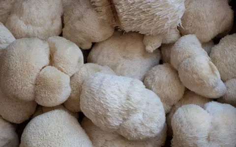 Un amas de champignons lion s mane, d'une blancheur éclatante, évoquant une crinière soyeuse.
