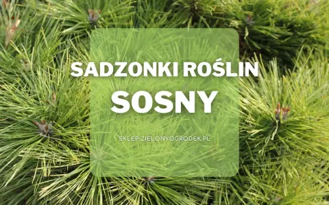 Zielone igły sosny do ogrodu. Sadzonki roślin sosny dostępne w sklepie zielonyogrodek.pl.
