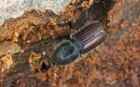 A close-up shows what bark beetles look like: a dark, fuzzy beetle with segmented wings, nestled in rough, brown wood.