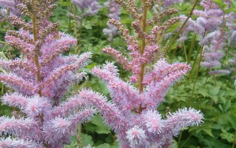Zarte, rosafarbene Astilbenblüten vor grünem Laub. Der ideale Astilbe Standort ist halbschattig, um diese Blütenpracht zu genießen.