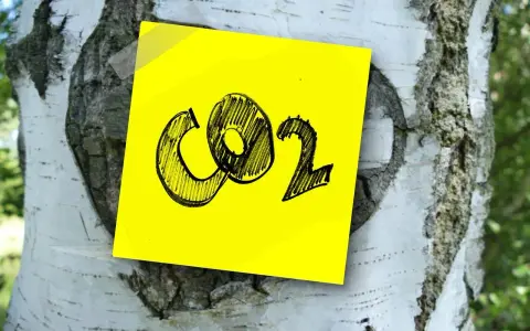 Żółta kartka z napisem CO2 przyklejona do kory brzozy. Symbolizuje wpływ emisji na zmiany klimatyczne.