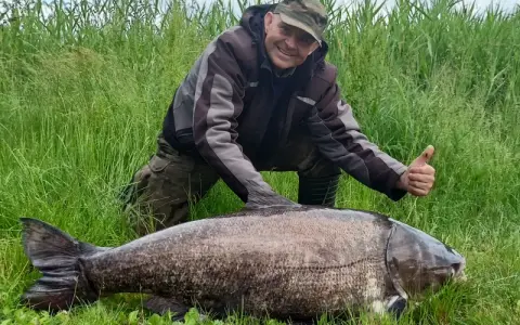 Szczęśliwy wędkarz z tołpygą rekord. Ogromna ryba leży na trawie, a mężczyzna pokazuje kciuk w górę.