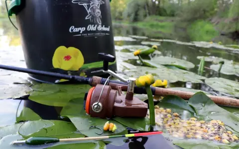 Wiadro "Carp Old School", wędka, kołowrotek i przynęta na liściach lilii wodnych. Idealne miejsce, by dowiedzieć się, jak łowić duże ryby na spławik.