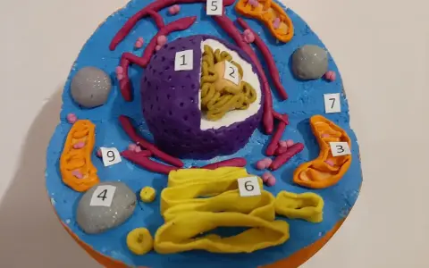 Kolorowy komórka zwierzęca model z plasteliny. Widać jądro (1, 2), mitochondria (3, 5, 9), rybosomy, siateczkę śródplazmatyczną (6) i inne organella.