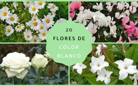Margaritas, ciclámenes, rosas y jazmines, todas son una hermosa flor blanca que alegra la vista.