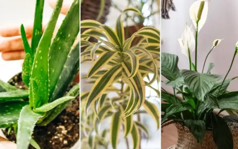 Aloes, dracena i skrzydłokwiat – idealne rośliny mało wymagające do domu.