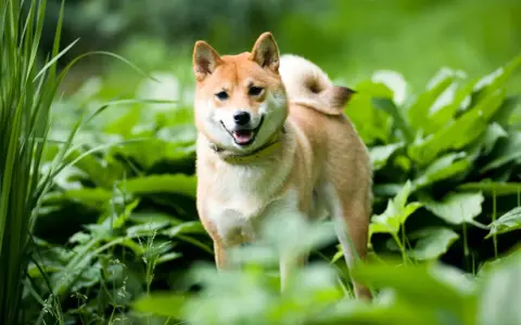 Uśmiechnięty shiba inu w zieleni. Ile żyje taki piesek? Średnio 12-15 lat, ale zależy od wielu czynników.