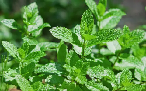 Feuilles de menthe luxuriantes, baignées par le soleil ou à l'ombre, prêtes à parfumer vos plats.