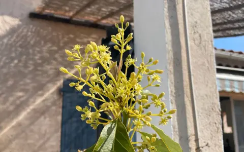Grappe de petites fleurs jaunes d'un avocatier, annonçant les futurs fruits.