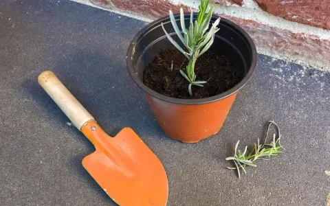 Lavendel vermehren: Ein kleiner Lavendelsteckling im Topf, daneben eine kleine Schaufel und ein weiterer Steckling.