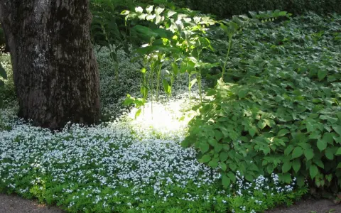 En matta av små vita blommor breder ut sig vid en stor trädstam. Solen lyser genom lövverket och skapar ett drömskt sken över perenner sol.