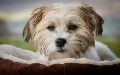 Uroczy bichon frise brązowy z puszystym futerkiem, leżący w miękkim legowisku.
