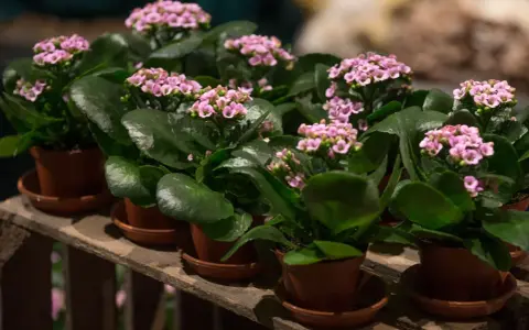 Plantas de kalanchoe blossfeldiana con flores rosadas y hojas verdes, dispuestas en macetas sobre una caja de madera.