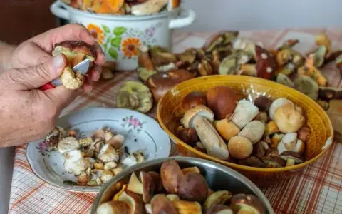 Jak przewieźć grzyby? Poradnik, by zachowały smak i świeżość!
