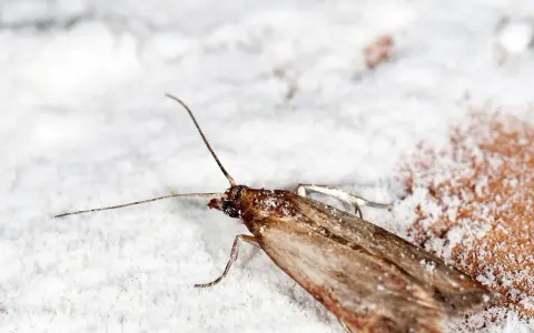 Jak się rozmnażają mole i jak uniknąć ich inwazji w kuchni