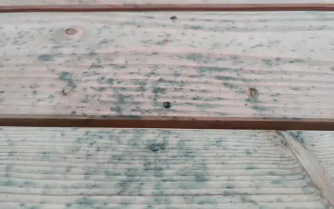 Holzbretter mit blauen Flecken, die auf Schimmelbefall hindeuten. Hier erfahren Sie, wie Sie Schimmel von Holz entfernen mit Hausmitteln.