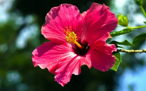Piękny, różowy hibiskus ogrodowy. Czy nadaje się na herbatę? Jego płatki mogą dodać koloru i smaku naparowi.