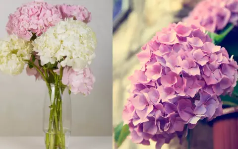 A bouquet of pink and white hydrangeas in a vase, and a close-up of pink hydrangeas.