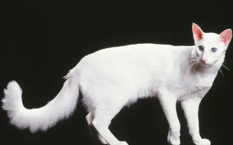 Piękny biały kot jawajski z niebieskimi oczami. Zastanawiasz się nad kot jawajski cena?