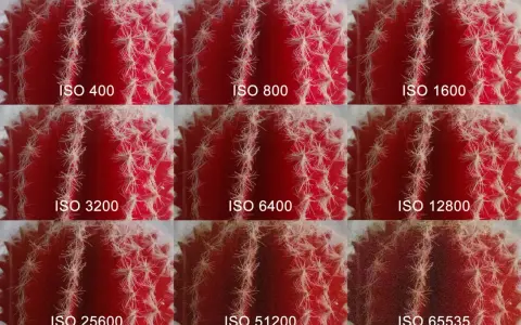 Muestra cómo el ruido aumenta en una foto de cactus al subir el ISO de la cámara, desde ISO 400 hasta ISO 65535.