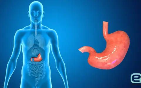 Anatomia człowieka z widocznym żołądkiem wewnątrz i osobno.