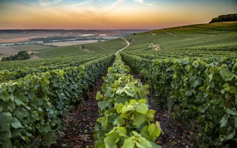 Reihen von grünen Weinreben erstrecken sich über sanfte Hügel im Abendlicht. Hier wachsen die Champagner Rebsorten für edlen Schaumwein.