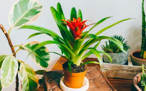 Une bromélia rouge vif au centre, entourée d'autres plantes d'intérieur. L'entretien de cette plante est simple.