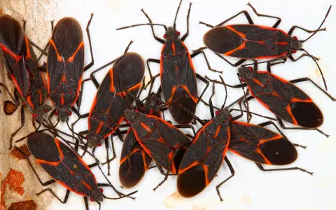 A cluster of brown boxelder bugs with distinctive red markings on their dark bodies.