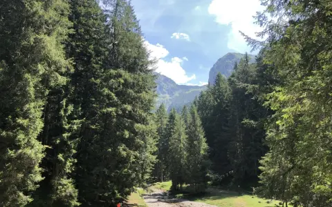 Spiazzi di Gromo: un sentiero tra abeti secolari porta a un torrente, con montagne sullo sfondo. Perfetto per le passeggiate.