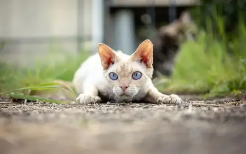 Kot bez uszu rasy Devon Rex z niebieskimi oczami leży na ziemi, gotowy do skoku.
